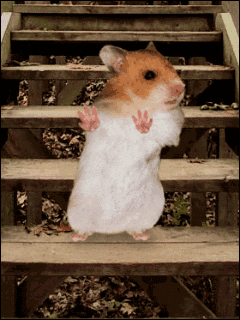 Dancing_hamster
